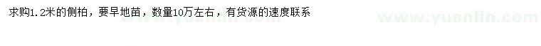 求購1.2米側(cè)柏