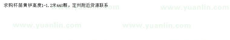 求購高1-1.2米黃櫨