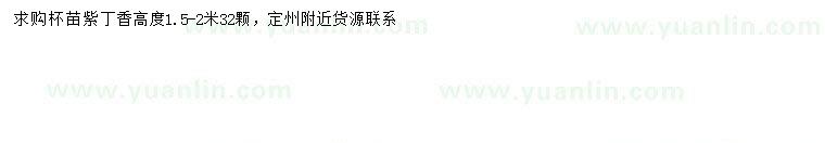 求購高1.5-2米紫丁香