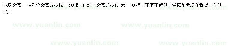 求購(gòu)8公分紫薇