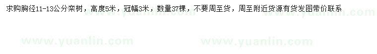 求購胸徑11-13公分欒樹