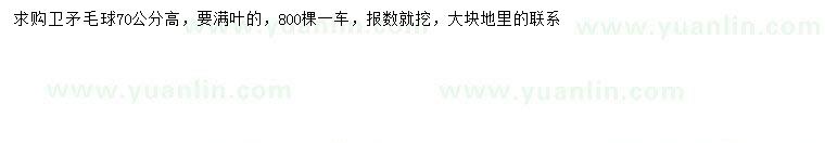 求購高70公分衛(wèi)矛球