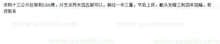 求購1.3米量13公分巨紫荊
