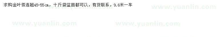 求購(gòu)45-55公分金葉假連翹