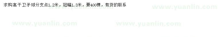 求購冠幅1.3米高干衛(wèi)矛球