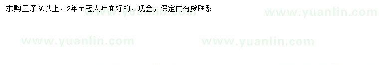 求購60公分以上衛(wèi)矛