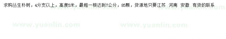 求購(gòu)高5米叢生樸樹(shù)  