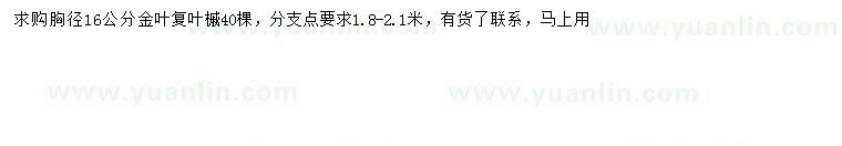 求購胸徑16公分金葉復葉槭