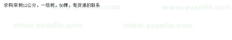 求購12公分欒樹