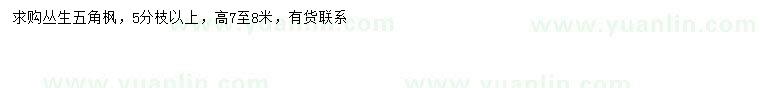 求購高7-8公分叢生五角楓