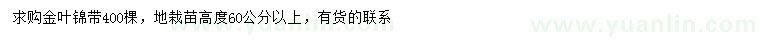 求購高60公分以上金葉錦帶