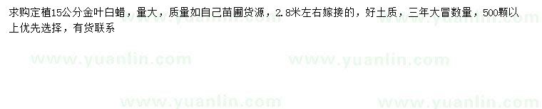 求購15公分金葉白蠟