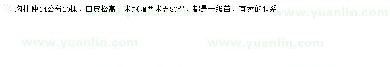 求購14公分杜仲、高3米白皮松