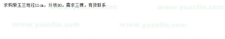 求購地徑11公分紫玉蘭