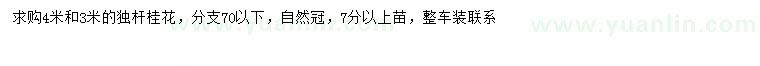 求購3、4米桂花