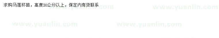求購高30公分以上馬蓮