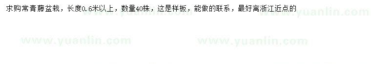 求購長(cháng)0.6米以上常青藤