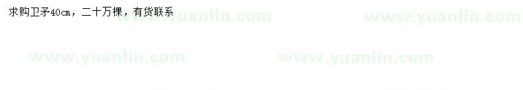 求購40公分衛(wèi)矛