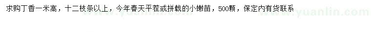 求購高1米丁香