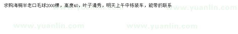 求購(gòu)高40公分海桐球