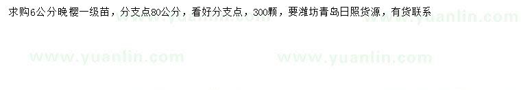 求購6公分晚櫻