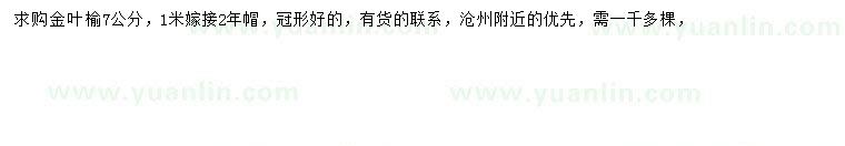 求購7公分金葉榆