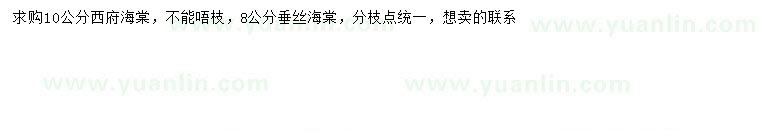 求購8、10公分西府海棠