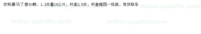 求購1.3米量15公分暴馬丁香