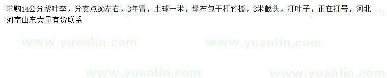 求購14公分紫葉李