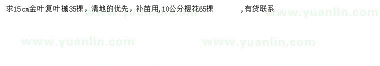 求購15公分金葉復(fù)槭、10公分櫻花