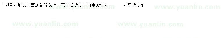 求購60公分以上五角楓