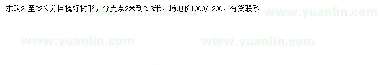 求購21-22公分國槐