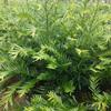 园林绿化植物 红豆杉苗根系发达 红豆杉小苗生长力强