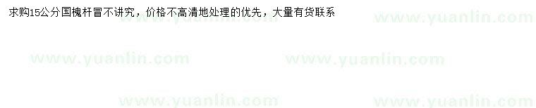 求購15公分國槐