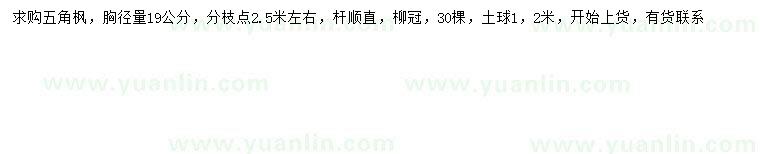 求購19公分五角楓
