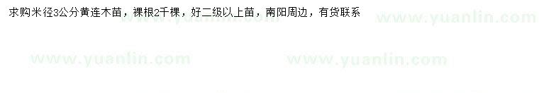 求購米徑3公分黃連木