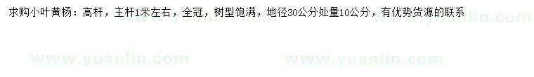 求購30量10公分高桿小葉黃楊