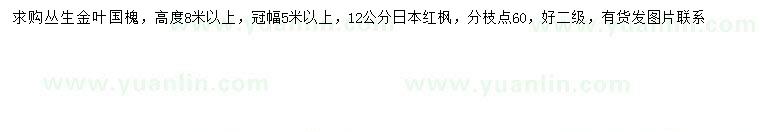 求購(gòu)冠幅5米以上叢生金葉國(guó)槐、12公分日本紅楓