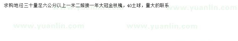 求購30量6公分以上金枝槐