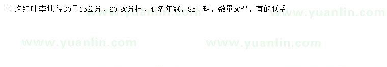求購30量15公分紅葉李