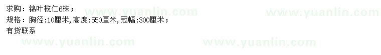 求購胸徑10公分錦葉欖仁