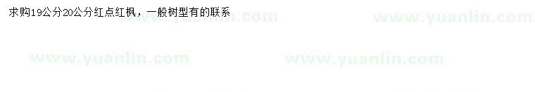 求購19、20公分紅點(diǎn)紅楓