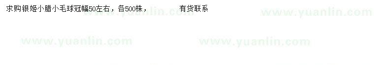 求購冠幅50公分左右銀姬小臘球