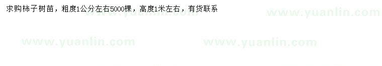 求購1公分左右柿子樹