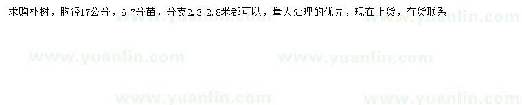 求購胸徑17公分樸樹
