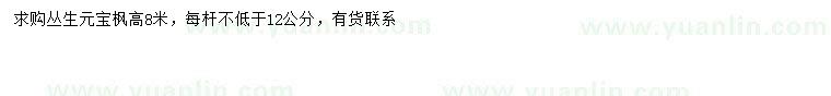 求購高8米叢生元寶楓