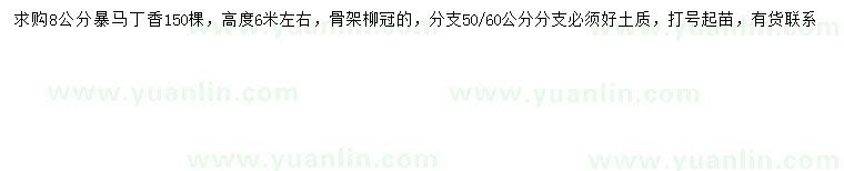 求購8公分暴馬丁香