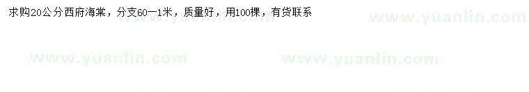 求購20公分西府海棠