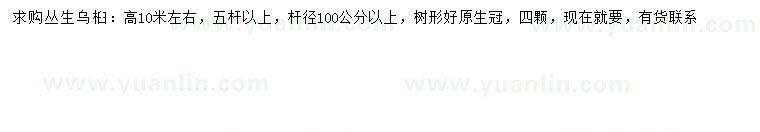 求購(gòu)100公分以上叢生烏桕