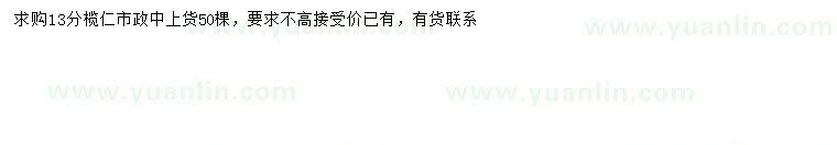 求購13公分欖仁